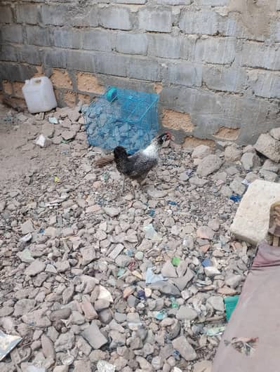 ande wali or starter morgia hen urgent sale