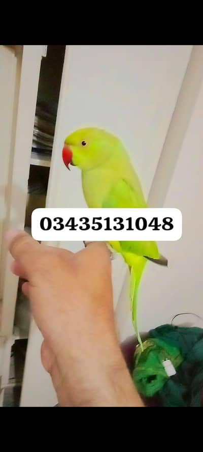Handtame parrot for sale