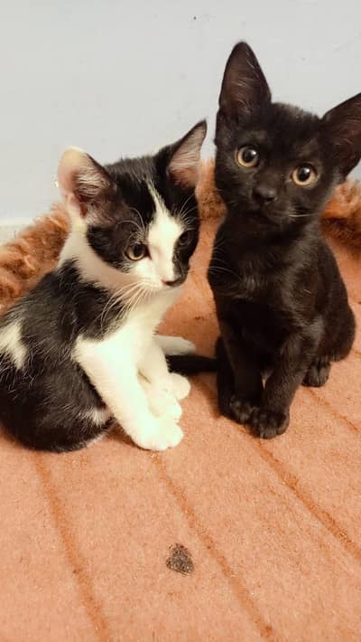 urgent kittens /kittens for adoption