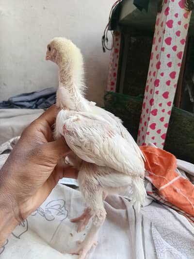 Quality White King Shamoo Chicks available at different ages