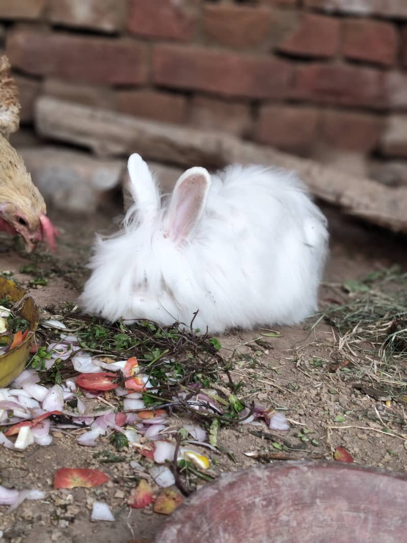 2 Angoraa female bunny - Rabbits - 1120995627