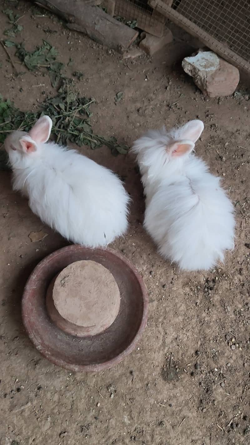 2 Angoraa female bunny - Rabbits - 1120995627