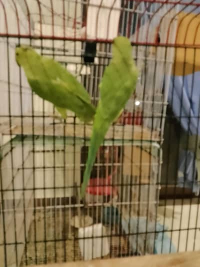 Green Ringneck Pear Phatay Active n Healdy Home Breed.