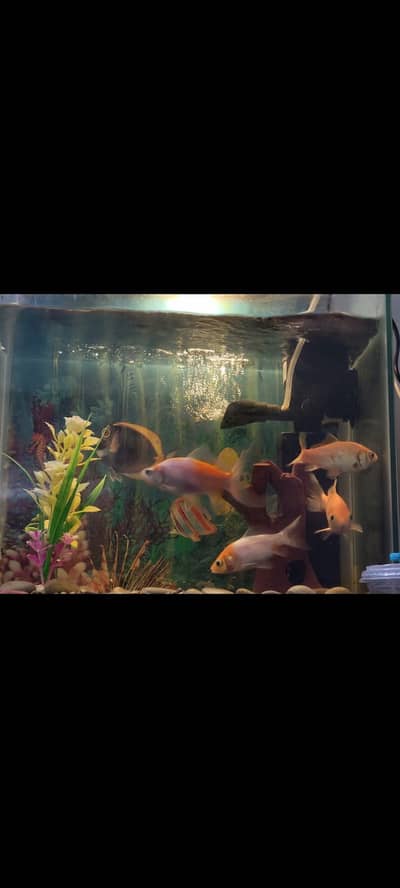 Used Heavy Duty Aquarium Glass Aquarium Fish Tank Available For Sale