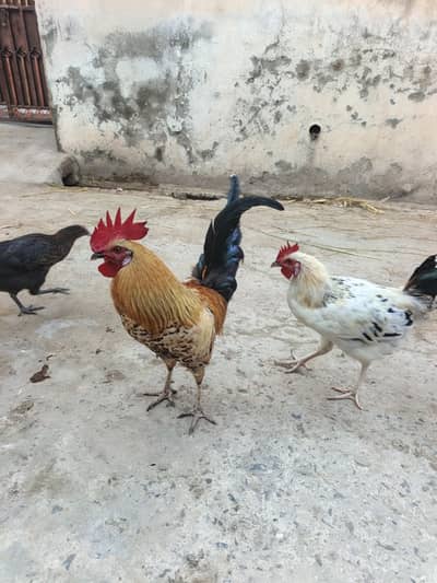 House bread original desi murga available