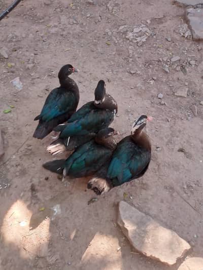 Muscovy ducks