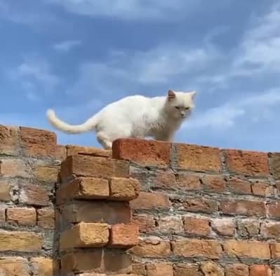 Cat for Sale Rs. 6000 Only