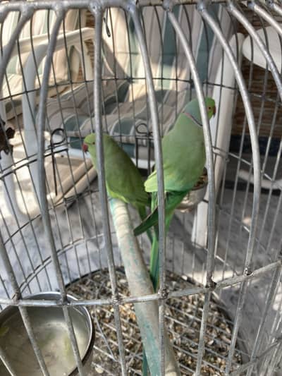 Green parrot