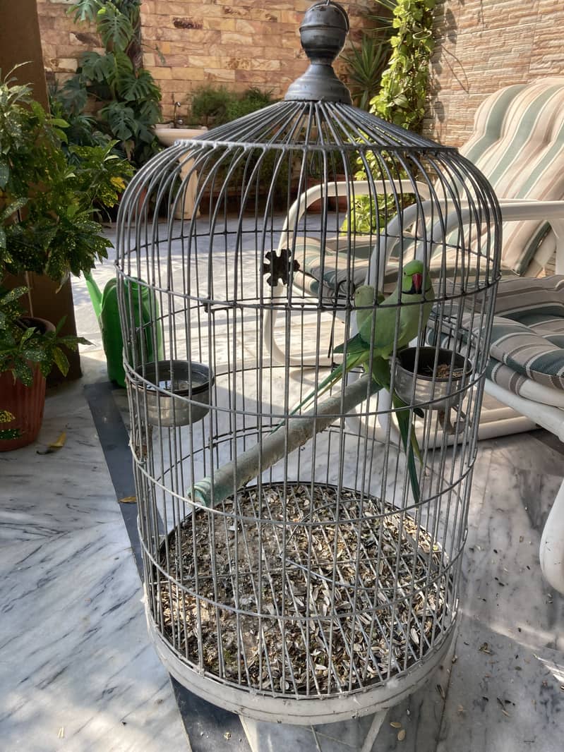 Green parrot - Parrots - 1120995826