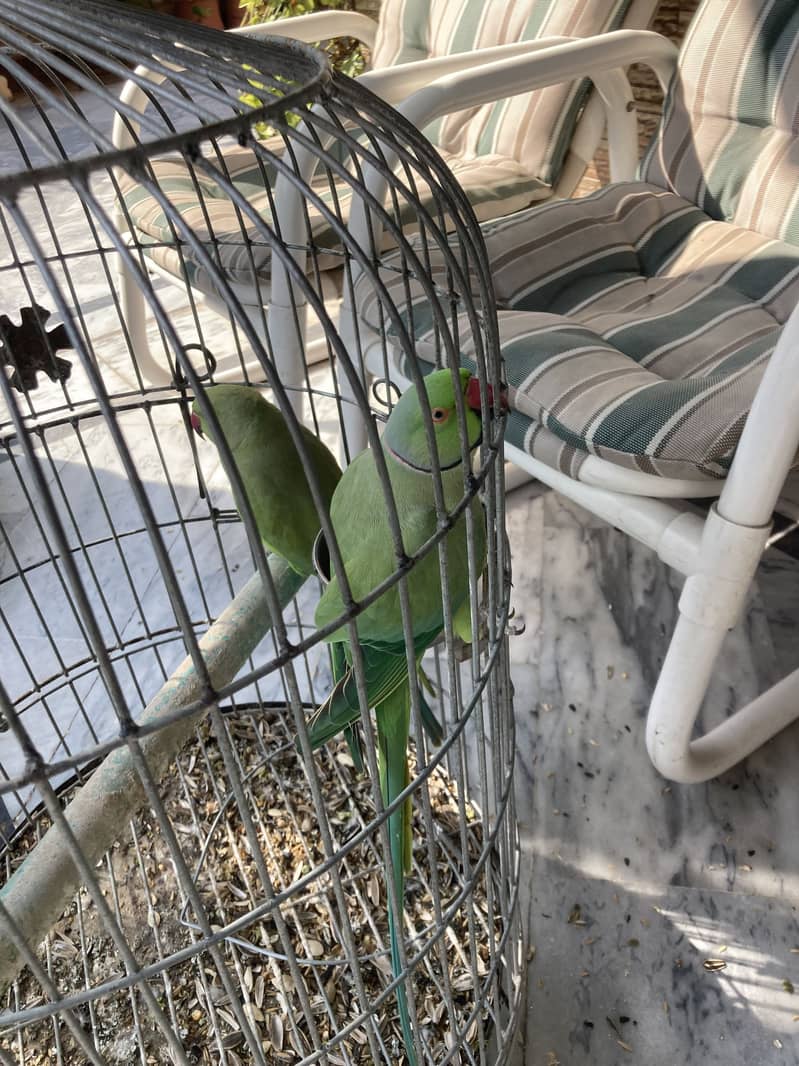 Green parrot - Parrots - 1120995826