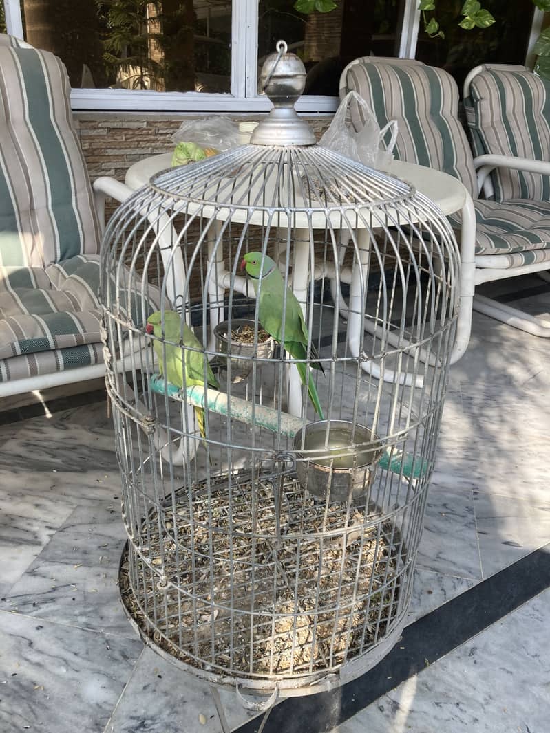 Green parrot - Parrots - 1120995826