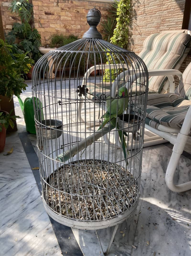 Green parrot - Parrots - 1120995826