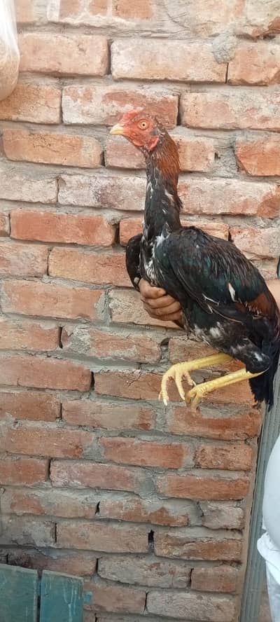 Pure Aseel mianwali mushka lakha patha Wattsap call. (03265388681)
