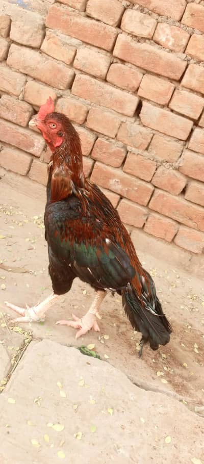 Aseel lasani bloodline breeder murga