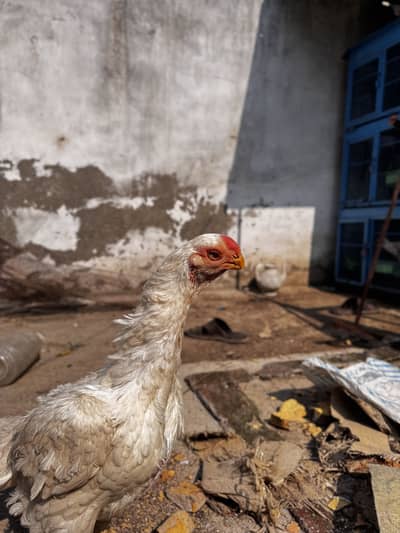 Indian parrot beak top quality female