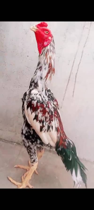 Full Long Height Pure Shamo Aseel Murga Murgi Available 03098573144