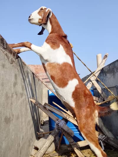 Pregnant femaile gote fore sale