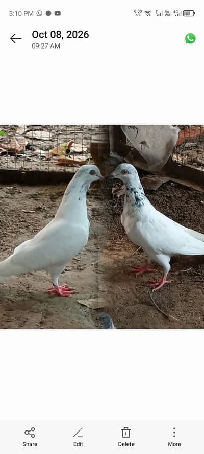 Pigeons pair full active and healthy, price is negotiable. 03245974166