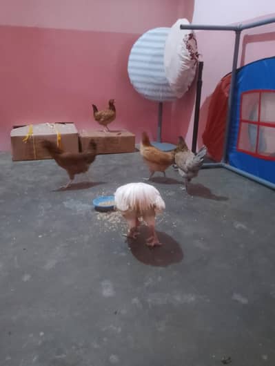 ande wali or starter morgia hen urgent sale k leye