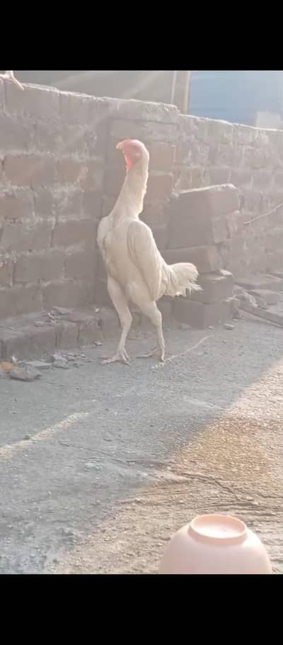 White Shamo Aseel breeder female