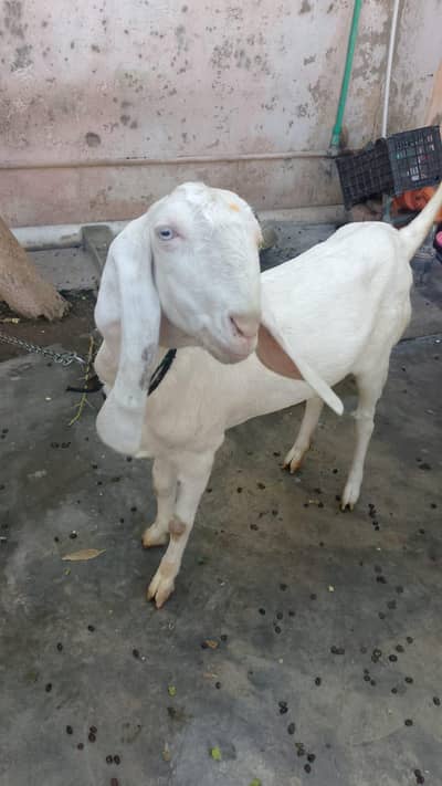 Rajanpuri barbabi bakri hai bani hoi hai pehla sowa hai rate is final