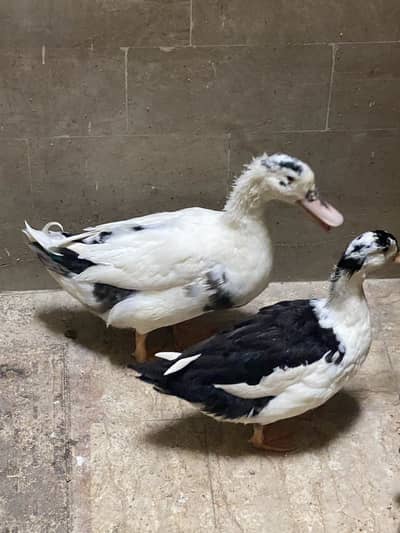 Ducks