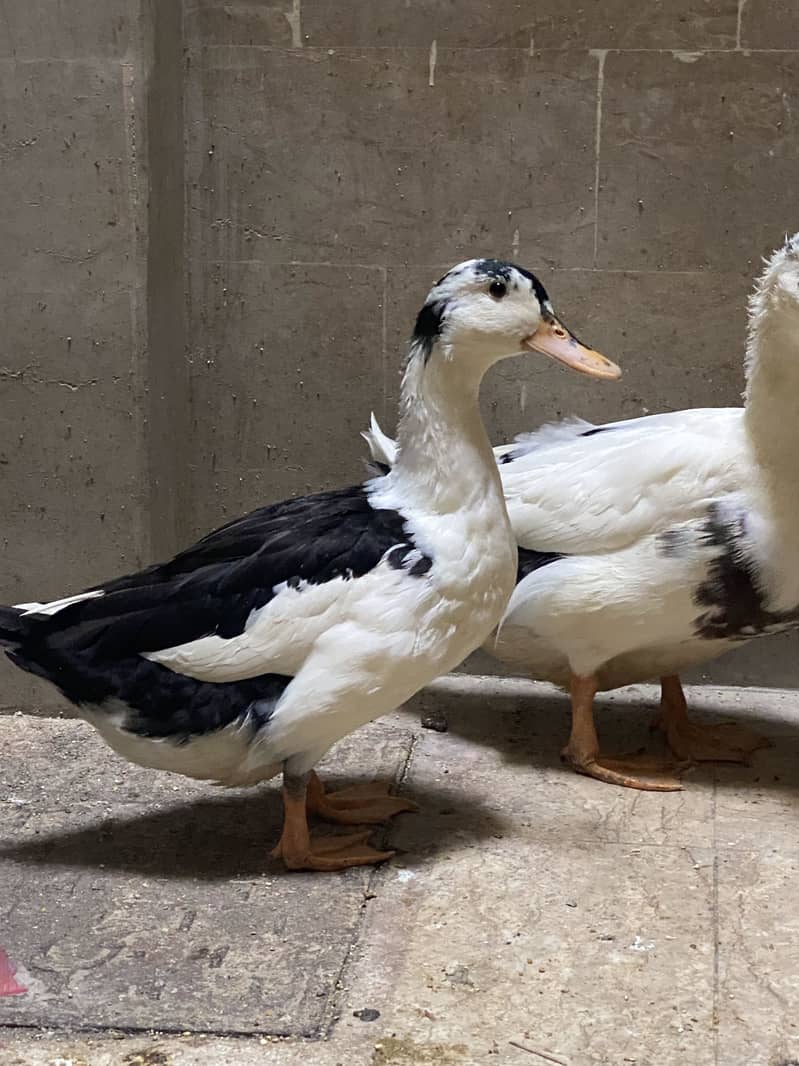 Ducks 1
