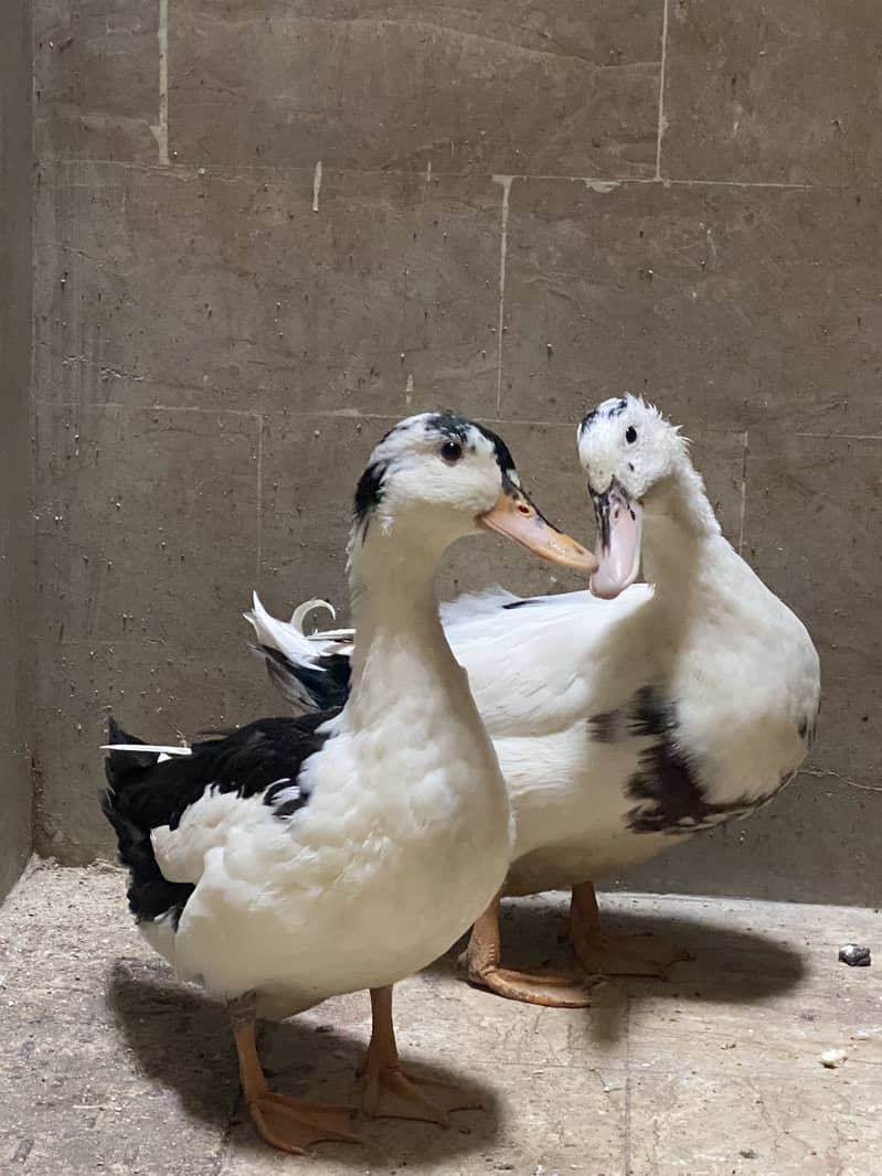 Ducks 2