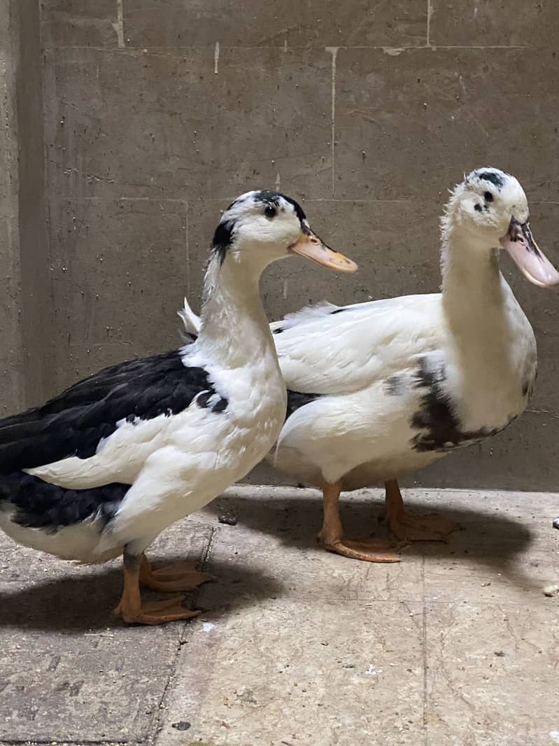 Ducks 3