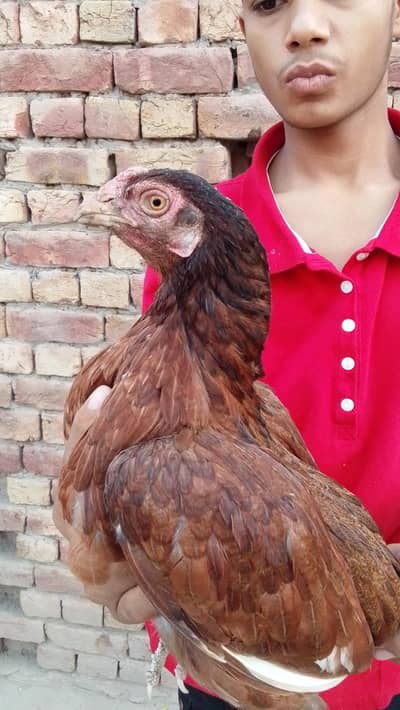 aseel pair 1 murga or 4 murgiyan