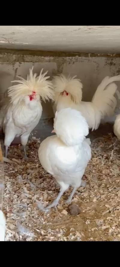 polish and white silkies available for sale