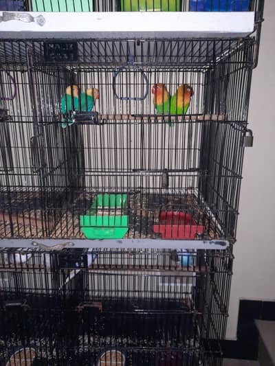 2 lovebird pairs for sale