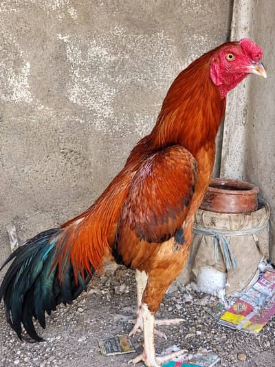 aseel rooster
