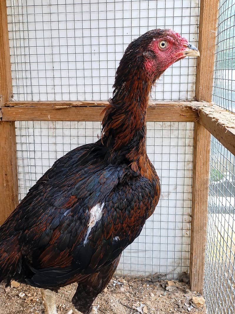 aseel rooster 1