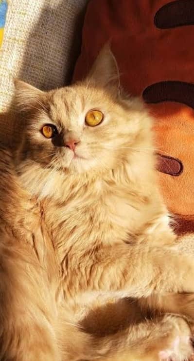Pure Persian Triple Coated Light Golden Female Cat - Home Raised