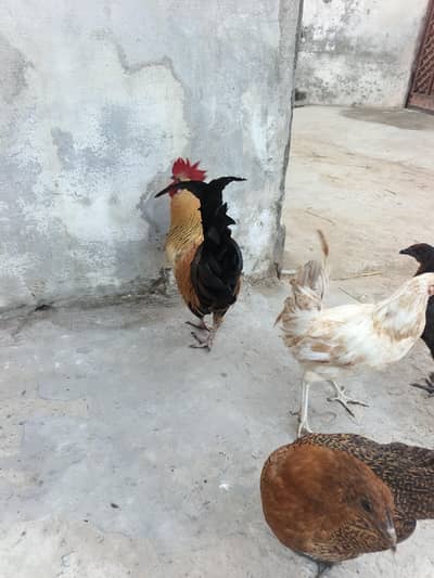 House breed orignal desi per kg 1700
