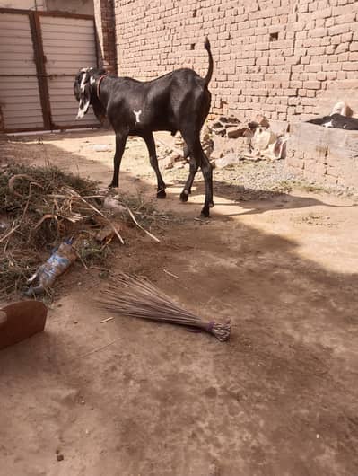 goat 0.30. 08044.562