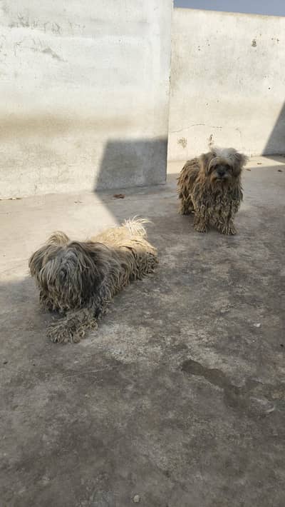 Shihtzu Breeder pair available for sale