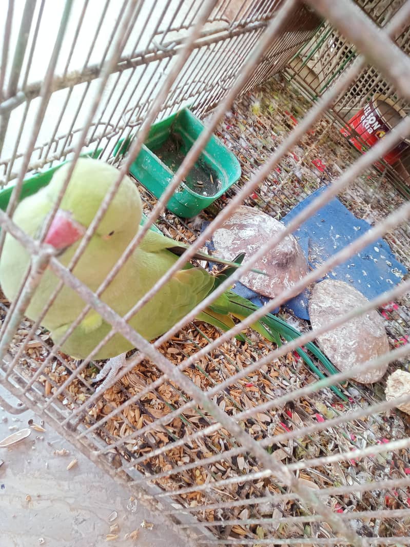 green neck 0