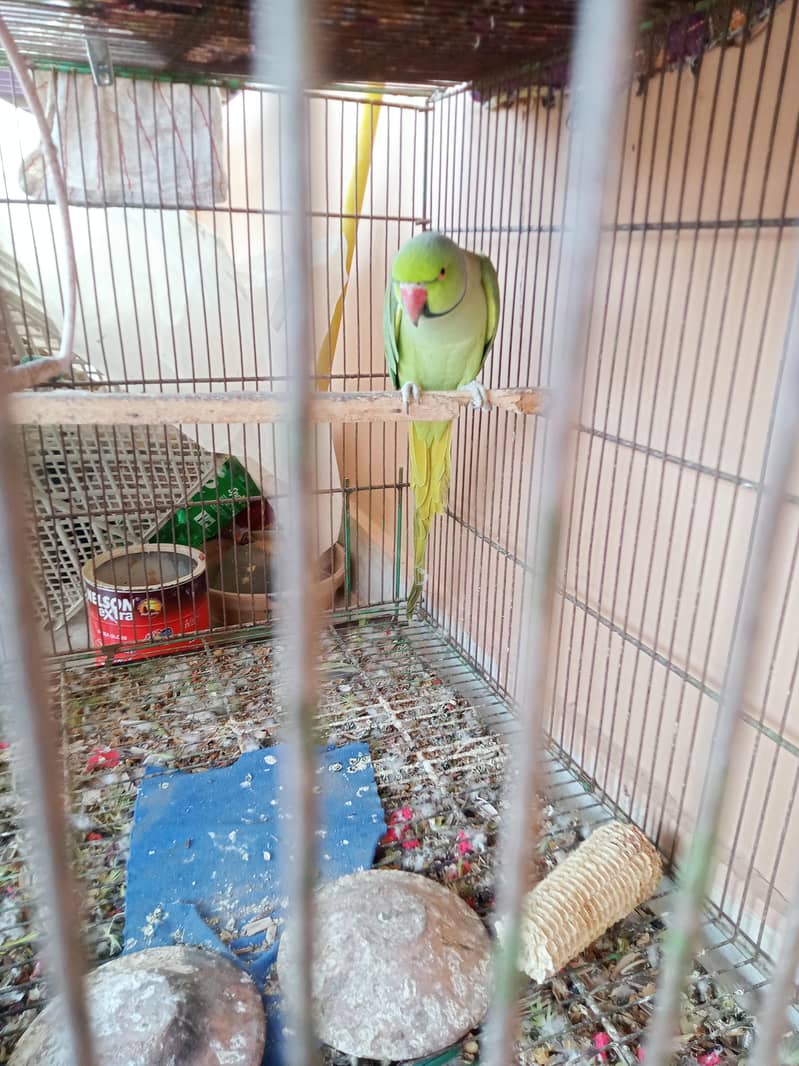 green neck 1