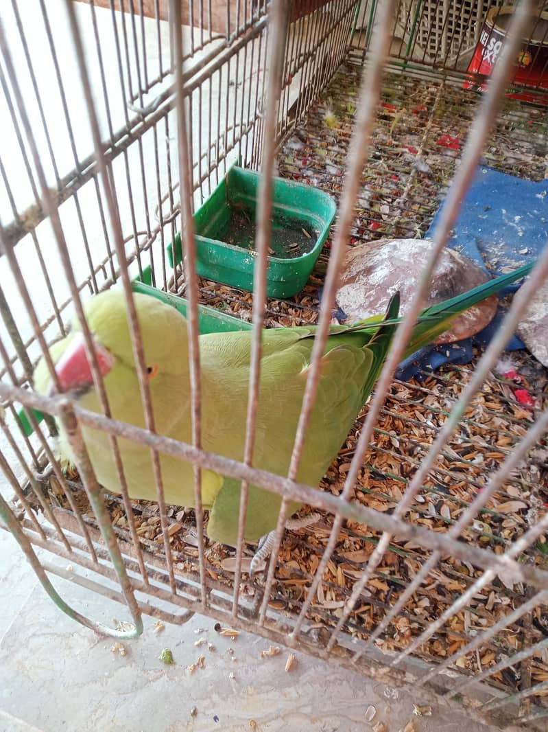 green neck 2
