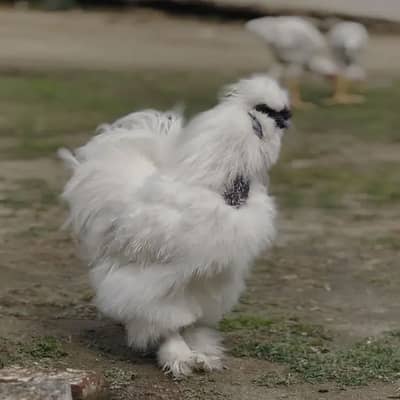 white silkie