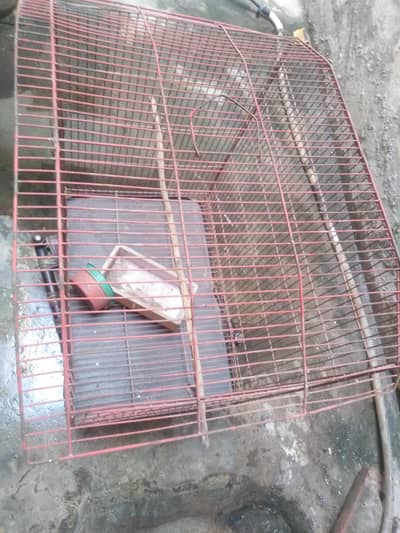 bird cage