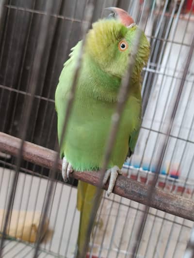 desi female parrot