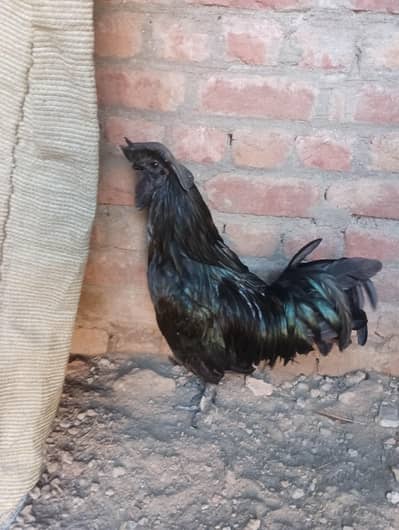 Ayam cemani Bird for sale WhatsApp 03496767199
