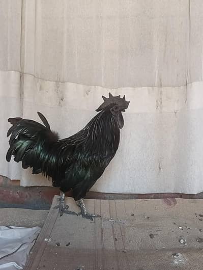 Ayam cemani Bird for sale WhatsApp 03496767199