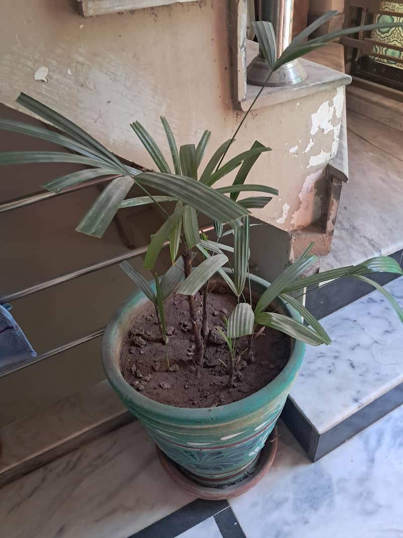 plant 0