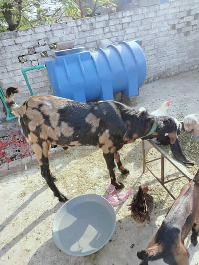 Desi Bakra Breaded quality 2 daant