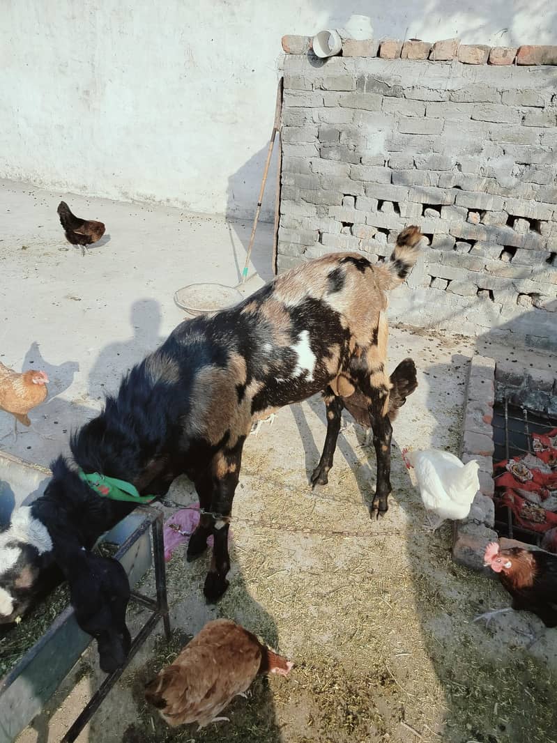 Desi Bakra Breaded quality 2 daant 1