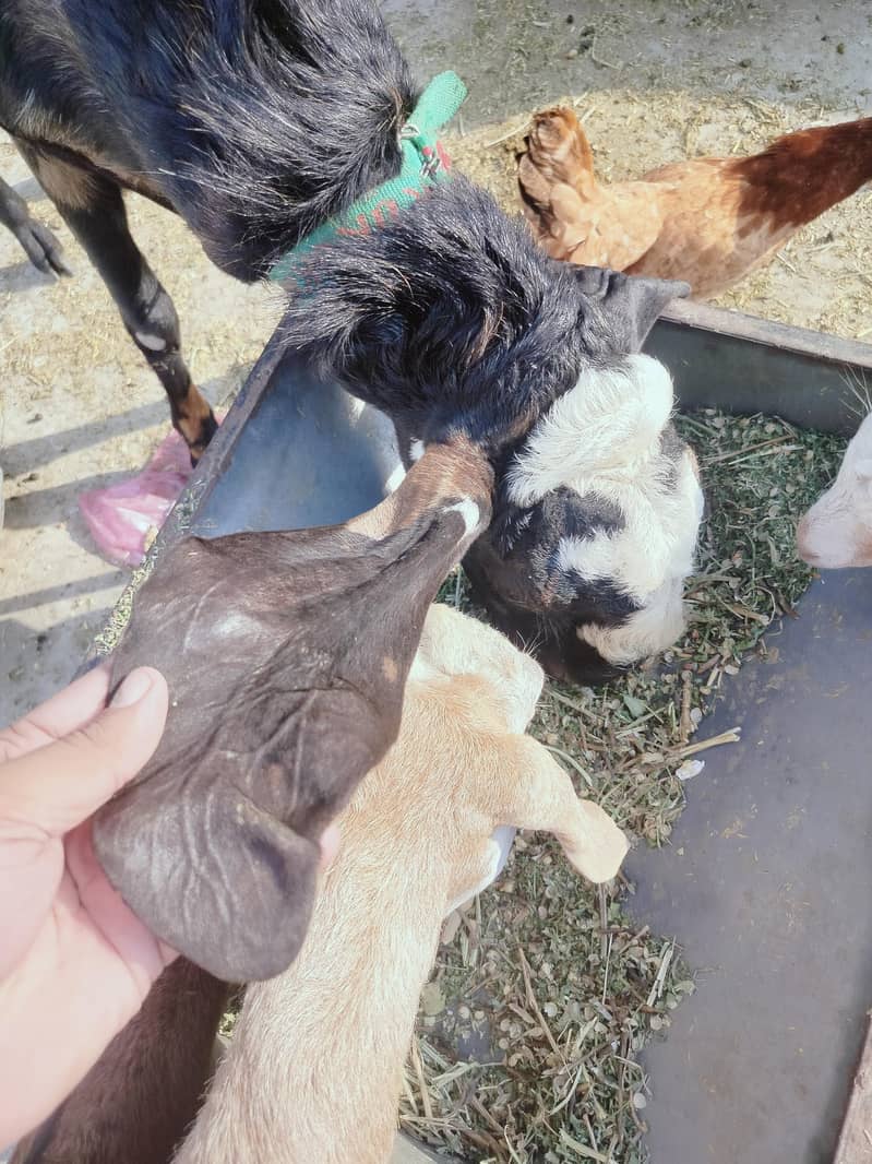 Desi Bakra Breaded quality 2 daant 3